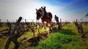 Vouvray Moelleux