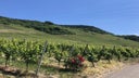 Wintrich