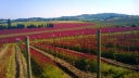 Yamhill-Carlton District